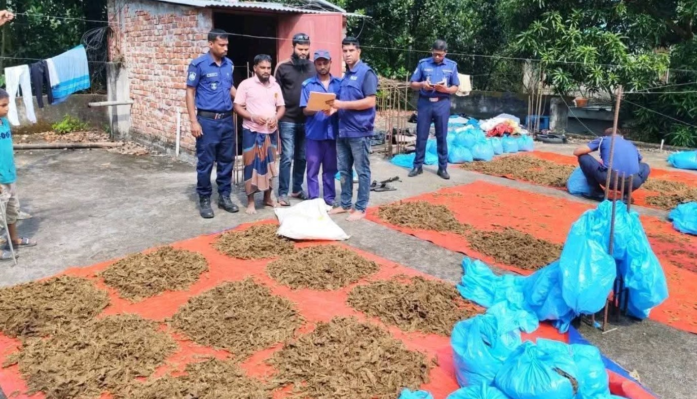 কুমিল্লায় ইউপি সদস্যের বাড়ির ছাদে শুকানো হচ্ছিল ১০০ কেজি গাঁজা, আটক ১
